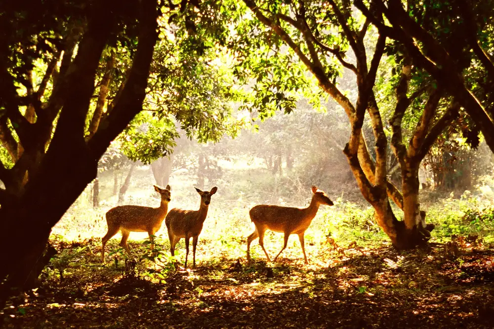 Special Animals in Cuc Phuong
