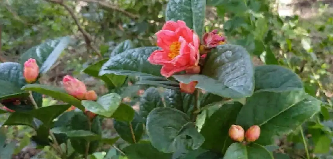 Hồng trà Yok Don