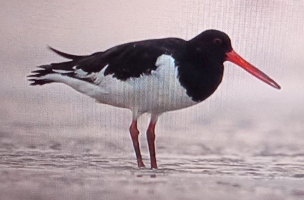 Chim mò sò - Eurasian Oystercatcher - Thợ mò sò "giang hồ"