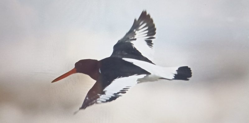 Chim mò sò - Eurasian Oystercatcher - Thợ mò sò "giang hồ"