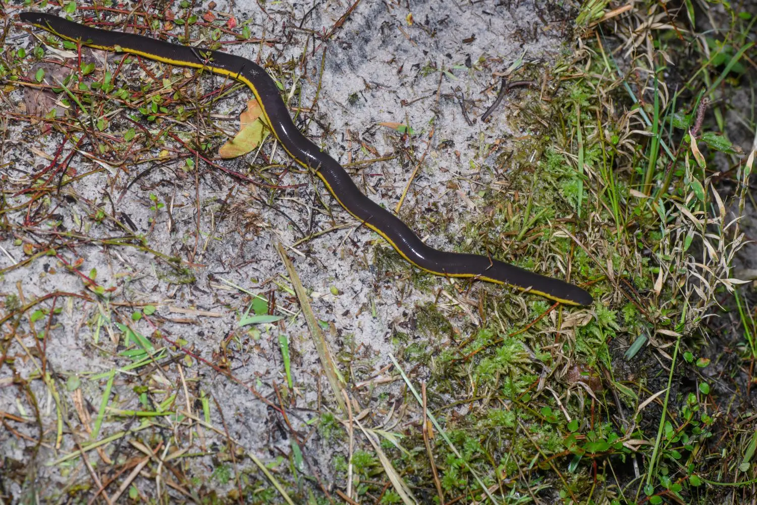ichthyophis-kohtaoensis.jpg-w-1500