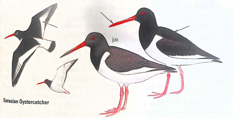 Chim mò sò - Eurasian Oystercatcher - Thợ mò sò "giang hồ"