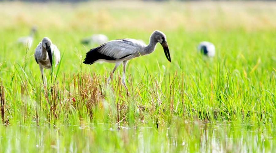 5 lý do phải trải nghiệm thiên nhiên tại Vườn Quốc gia Tràm Chim - Đồng Tháp
