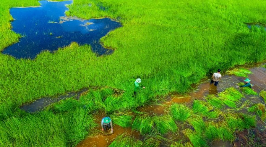 5 lý do phải trải nghiệm thiên nhiên tại Vườn Quốc gia Tràm Chim - Đồng Tháp